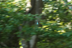 Graphium sarpedon nipponum