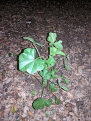 Malva parviflora