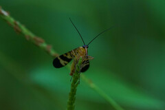 Panorpa japonica