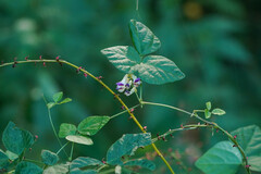 Amphicarpaea edgeworthii