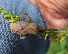 Piezogaster calcarator