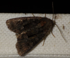 Oligia strigilis
