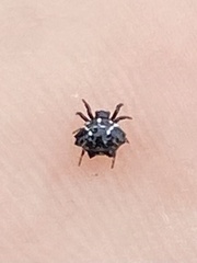 Austracantha minax