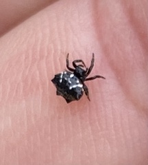 Austracantha minax