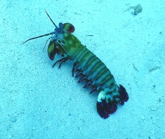 Odontodactylus scyllarus