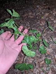 Malva parviflora