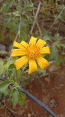 Tithonia diversifolia