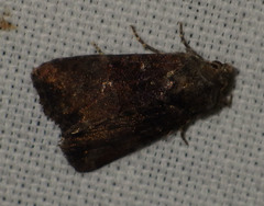 Oligia strigilis
