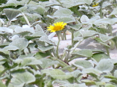 Arctotheca populifolia