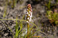 Disa obtusa hottentotica