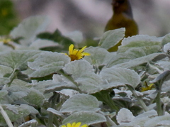Arctotheca populifolia