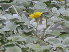 Arctotheca populifolia