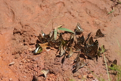 Graphium aristeus hermocrates