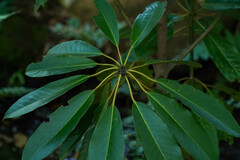 Daphniphyllum macropodum
