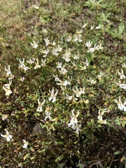 Stylidium emarginatum
