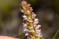 Disa obtusa hottentotica