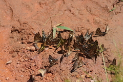 Graphium aristeus hermocrates