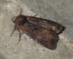 Oligia strigilis