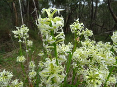 Stackhousia