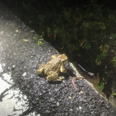 Bufo sachalinensis
