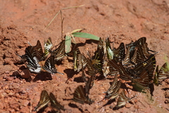 Graphium aristeus hermocrates