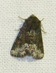 Oligia strigilis