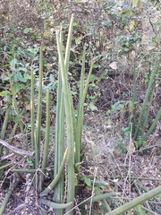 Sansevieria