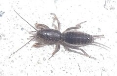 Gryllotalpa gryllotalpa