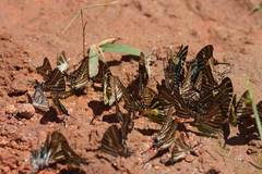 Graphium aristeus hermocrates