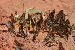 Graphium aristeus hermocrates