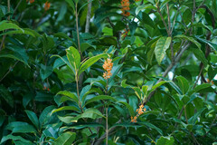 Osmanthus fragrans aurantiacus