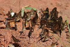 Graphium aristeus hermocrates