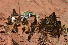 Graphium aristeus hermocrates
