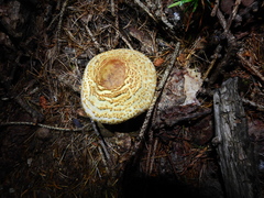 Echinoderma asperum