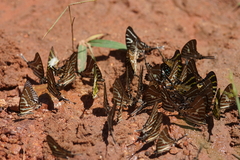 Graphium aristeus hermocrates