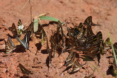 Graphium aristeus hermocrates