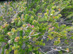 Baeckea imbricata