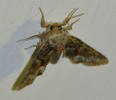 Oligia strigilis
