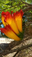 Fernandoa madagascariensis