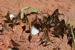 Graphium aristeus hermocrates