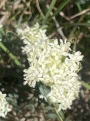 Pimelea humilis