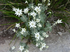 Actinotus helianthi