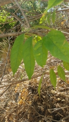 Fernandoa madagascariensis