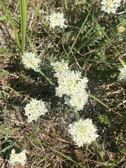 Pimelea humilis