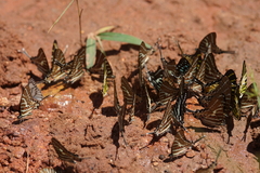 Graphium aristeus hermocrates