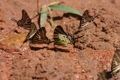 Graphium aristeus hermocrates
