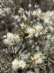 Castiarina crocicolor