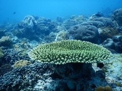 Acropora millepora