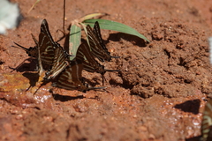 Graphium aristeus hermocrates