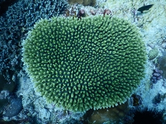 Acropora millepora